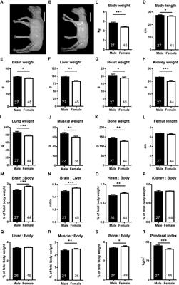 Asymmetric growth-limiting development of the female conceptus